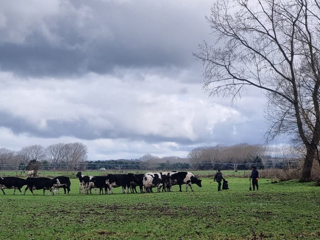 Estudio chileno advierte que el riesgo ambiental de herbicidas en suelos volcánicos depende del tipo de suelo