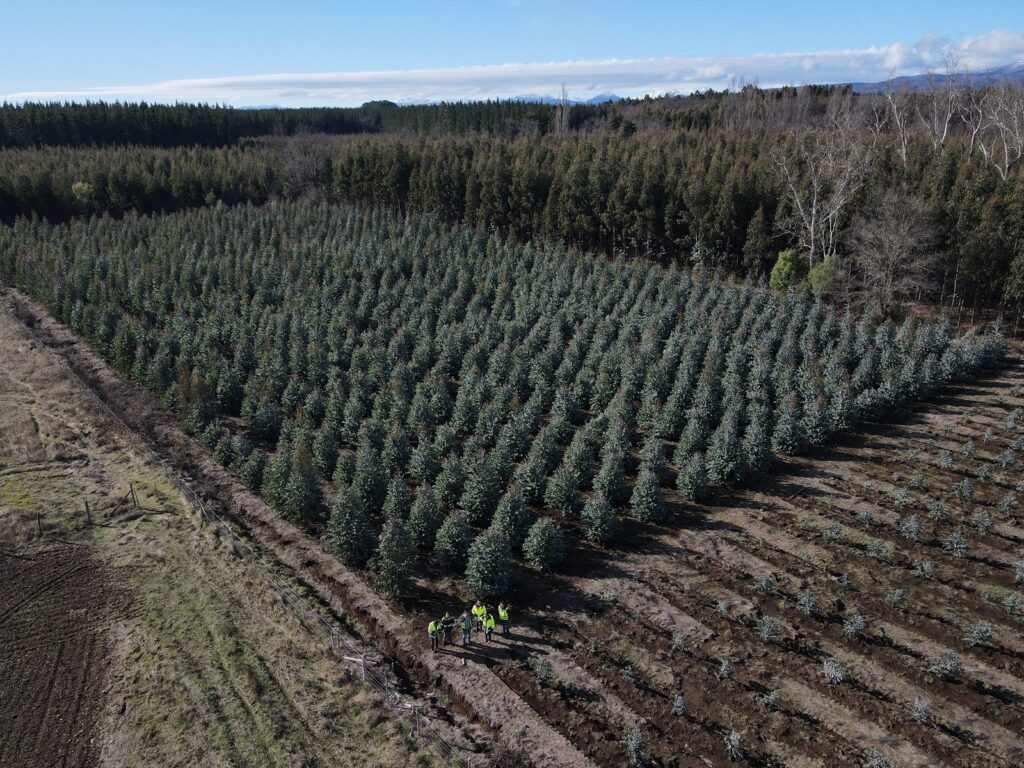 Carbono y agua en plantaciones forestales: claves para un manejo sustentable
